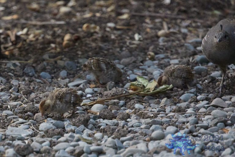 California Quail