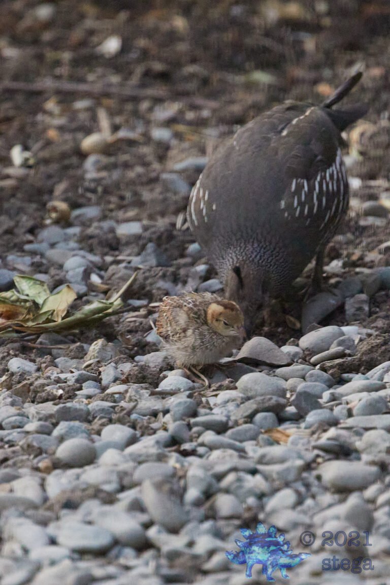 California Quail Mother and Chick