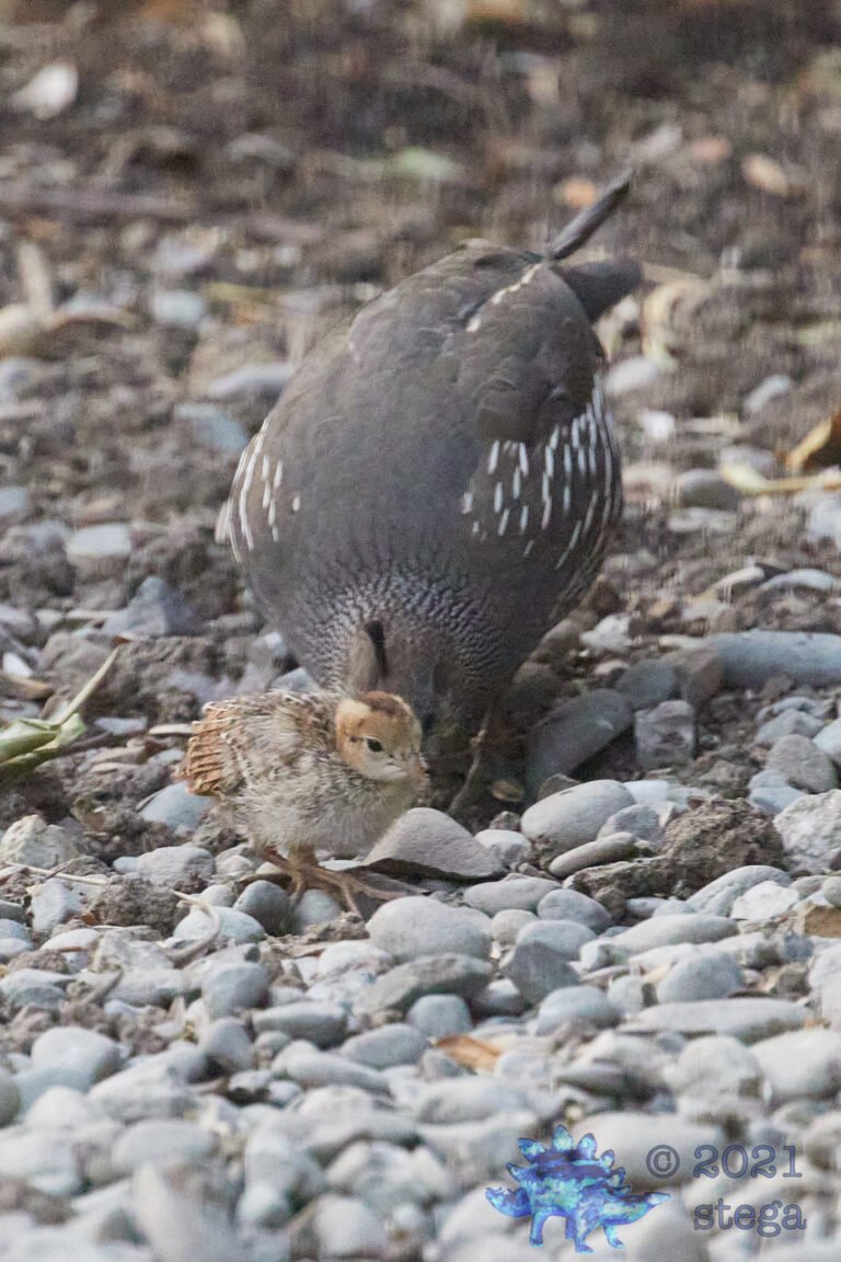 California Quail