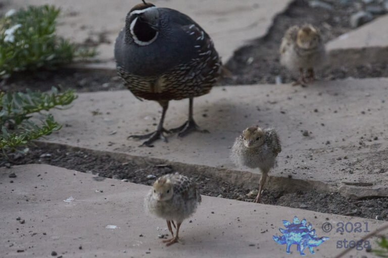 California Quail