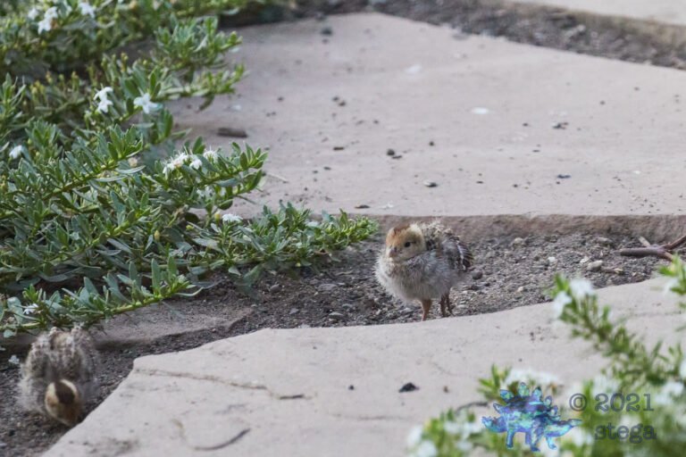 California Quail Chick