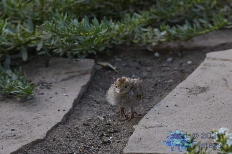 Quail Week VII