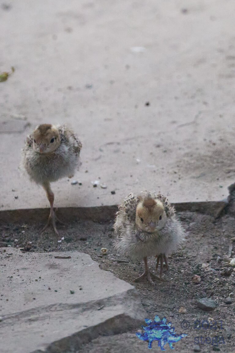 California Quail