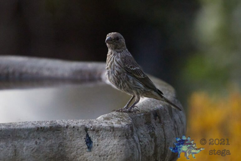 House Finch