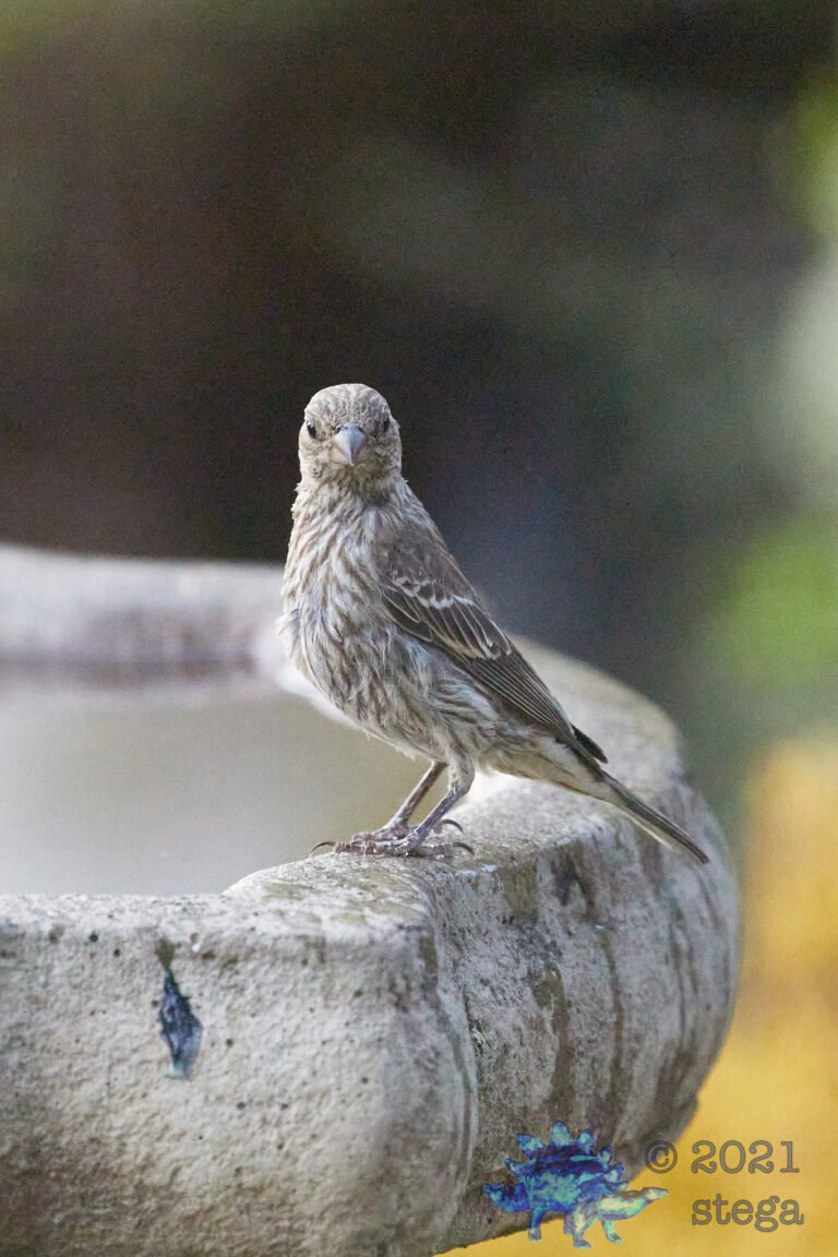 House Finch