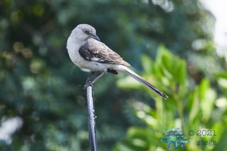 Northern Mockingbird