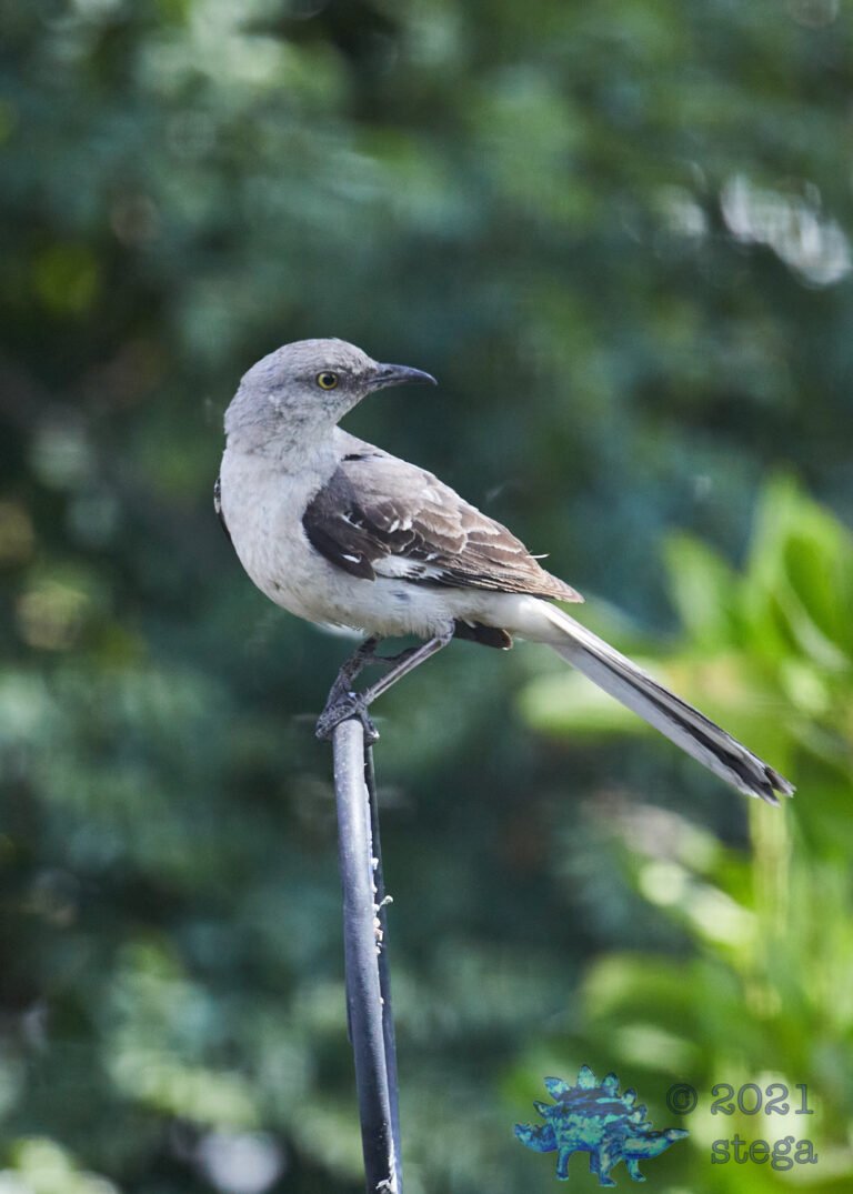 Northern Mockingbird