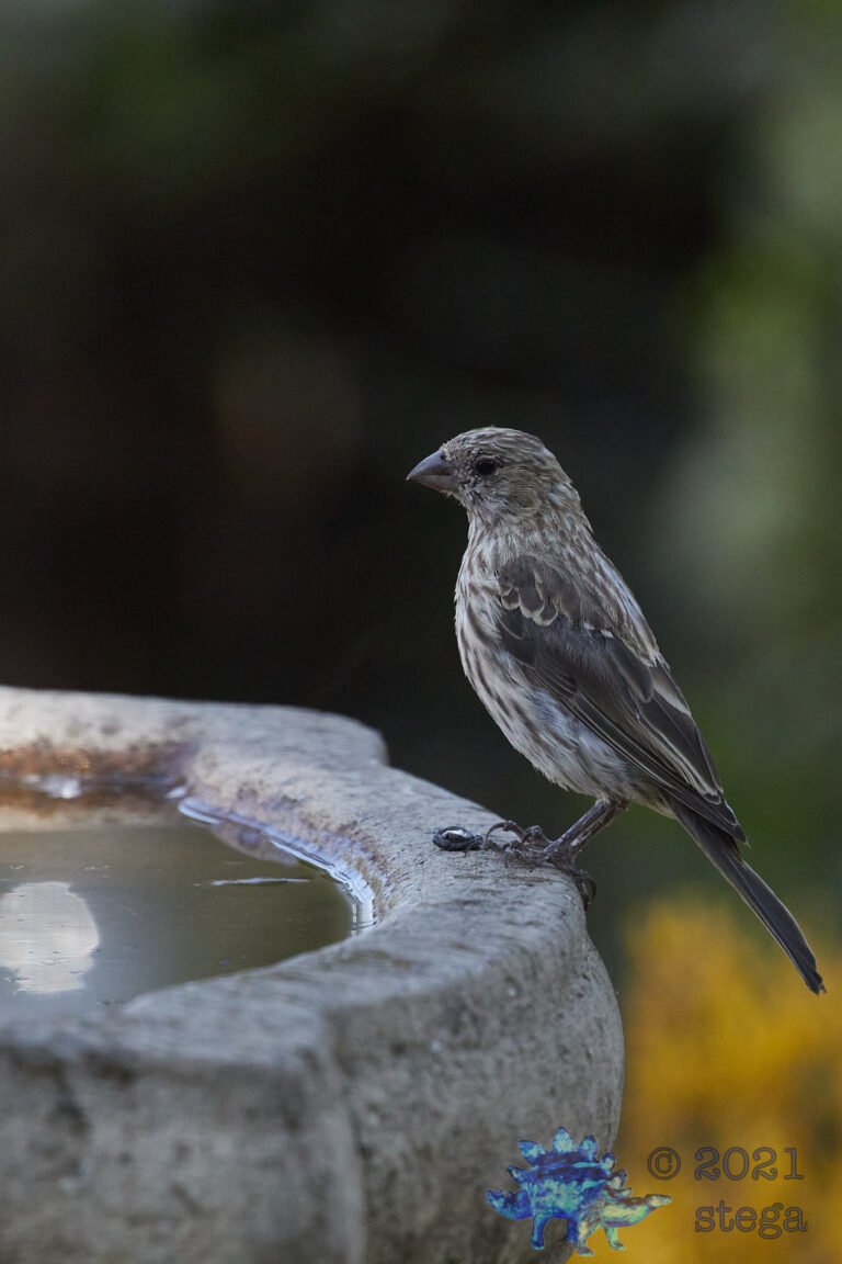 House Finch