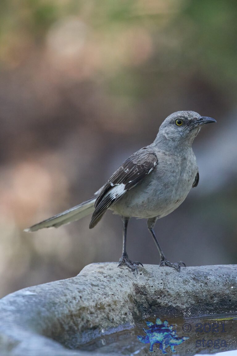 Northern Mockingbird
