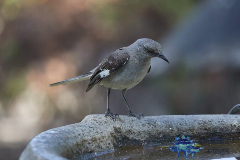 Northern Mockingbird