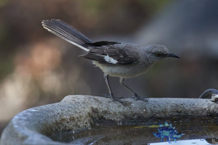 Northern Mockingbird