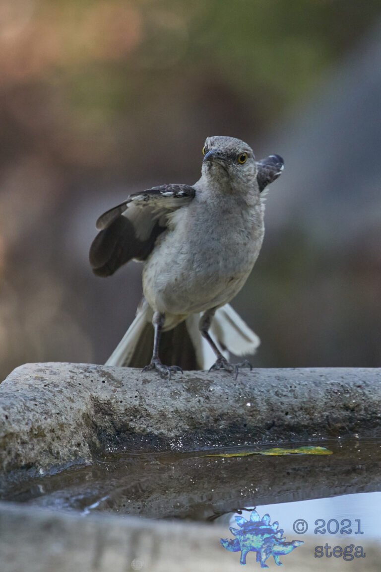 Northern Mockingbird