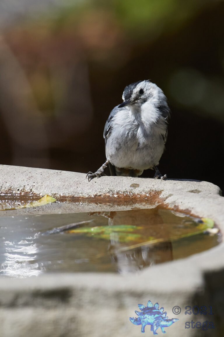 White Breasted Nuthatch