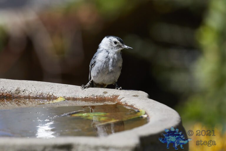 White Breasted Nuthatch