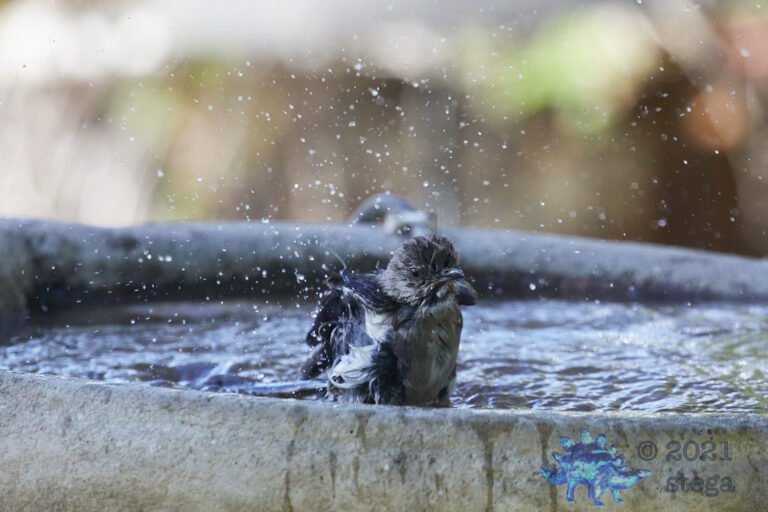 Northern Mockingbird