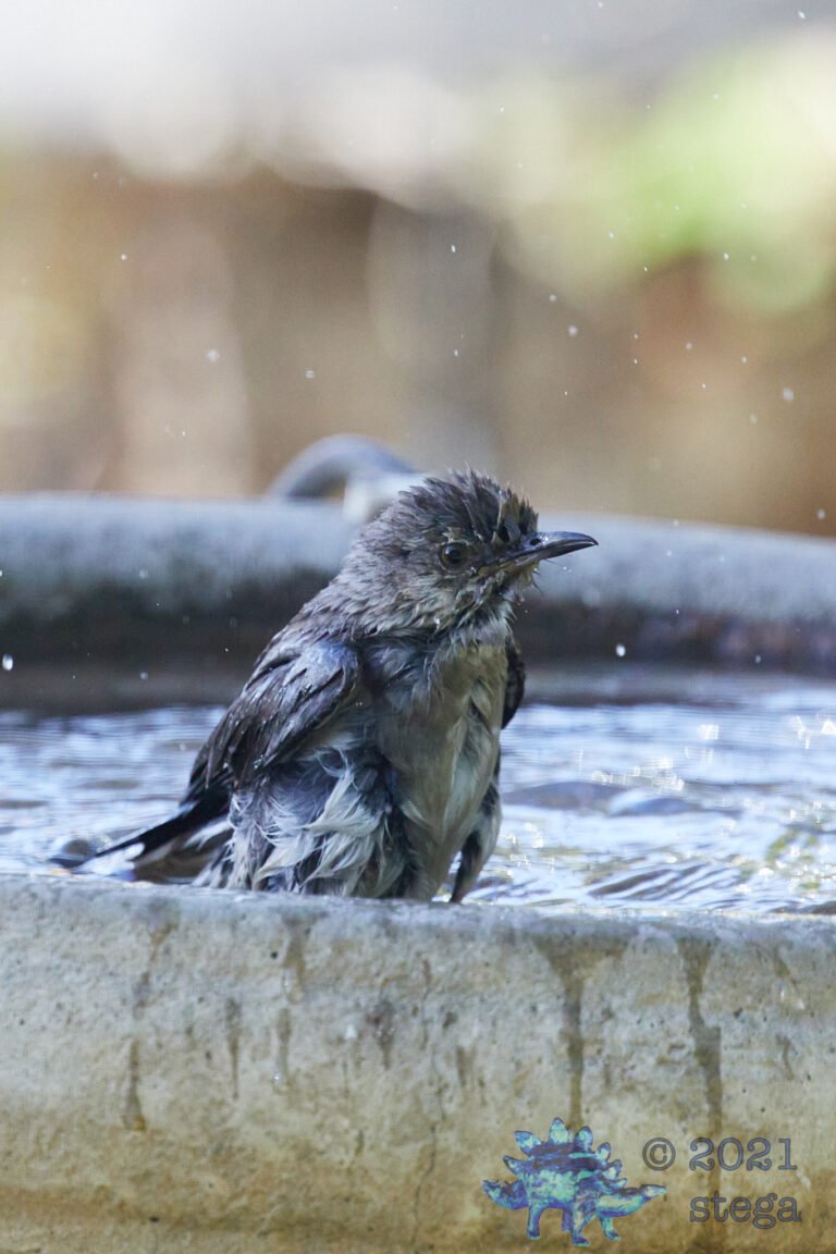 Northern Mockingbird