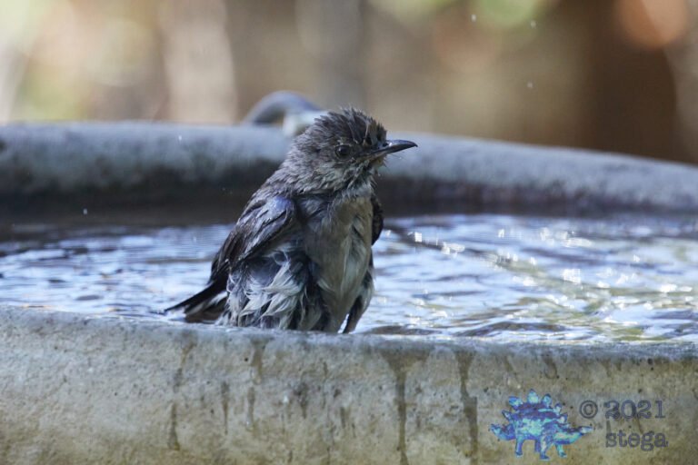 Northern Mockingbird