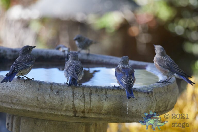 Western Bluebirds
