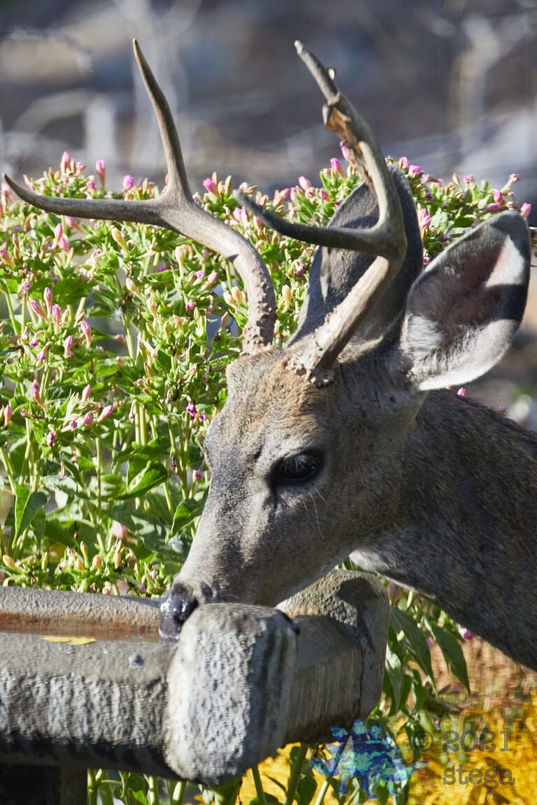 Mule Deer