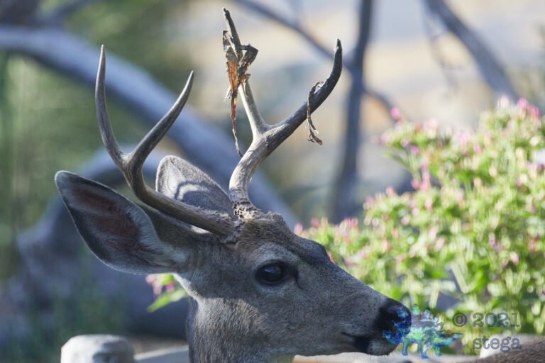 Mule Deer