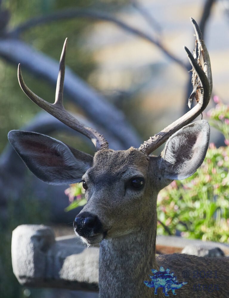Mule Deer
