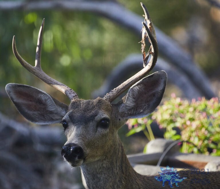 Mule Deer