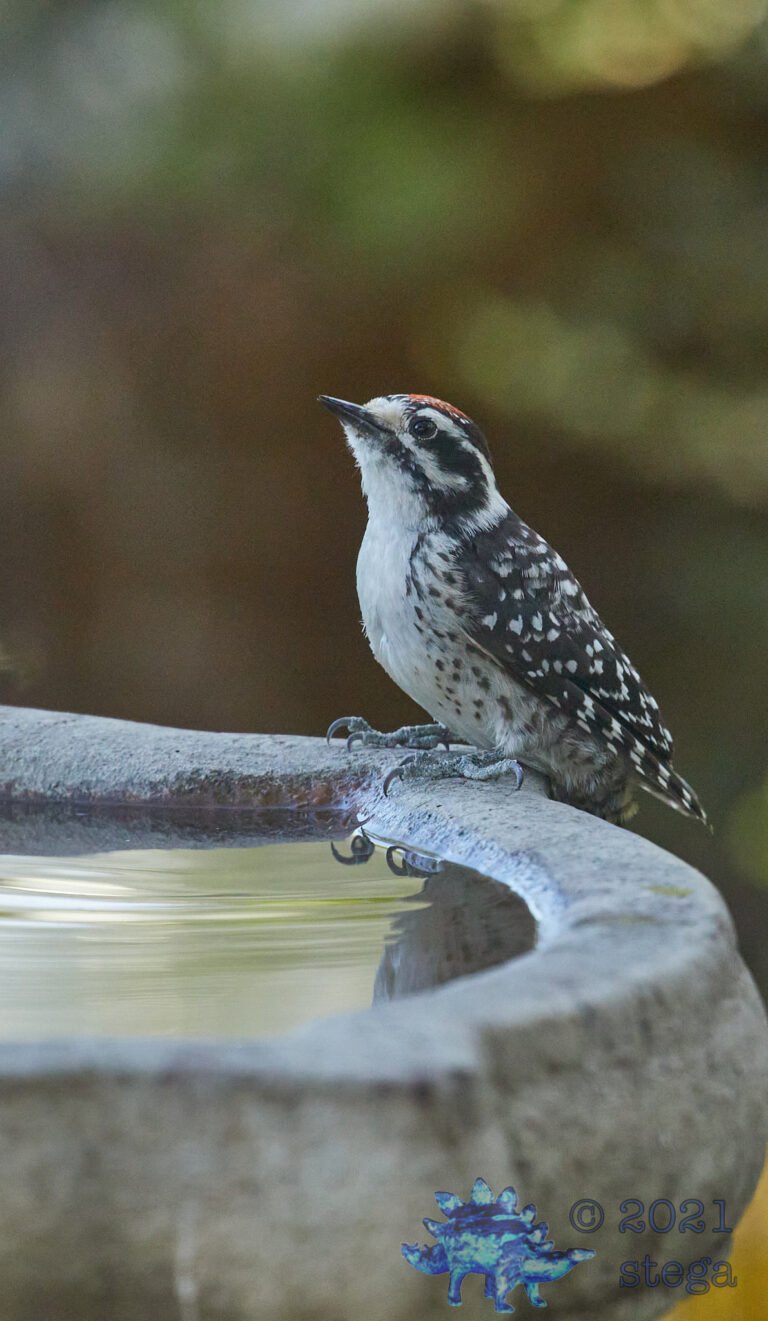 Nuttall’s Woodpecker