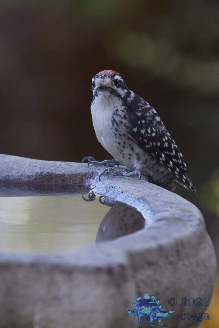 Nuttall’s Woodpecker