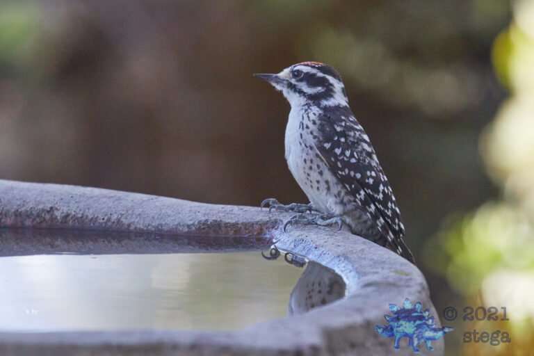 Nuttall’s Woodpecker