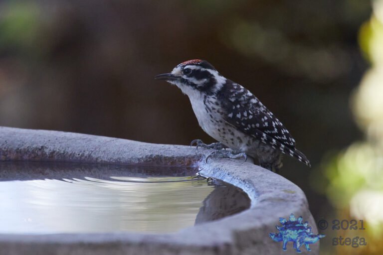 Nuttall’s Woodpecker