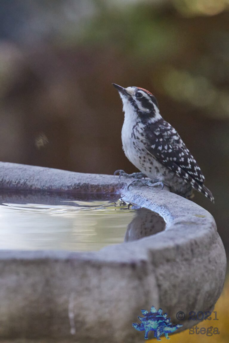 Nuttall’s Woodpecker