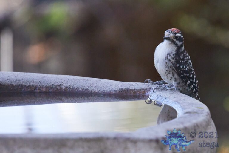 Nuttall’s Woodpecker
