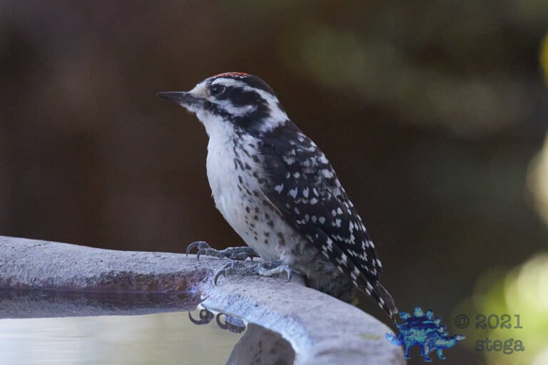 Nuttall’s Woodpecker