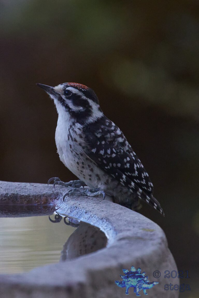 Nuttall’s Woodpecker