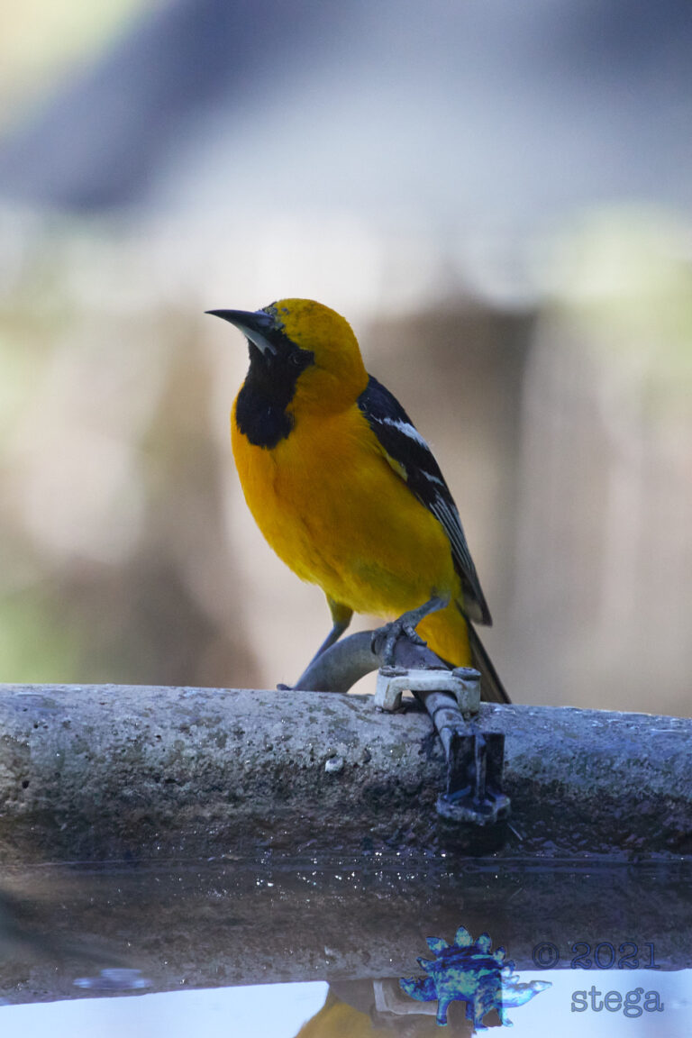 Hooded Oriole