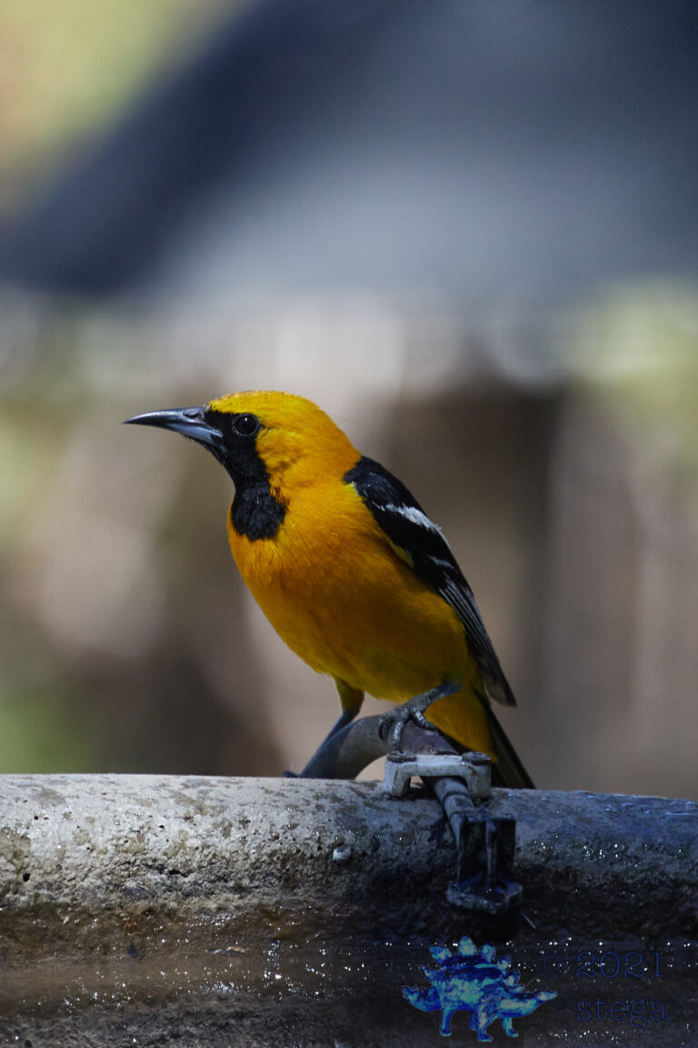 Hooded Oriole