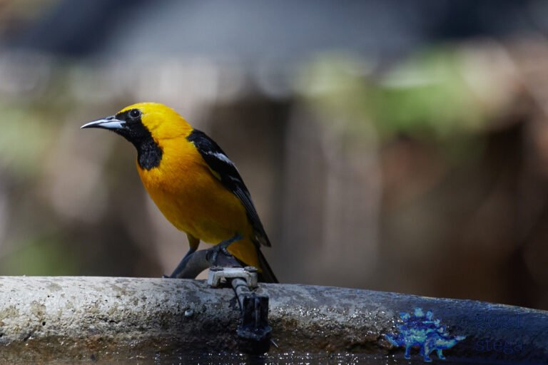 Hooded Oriole