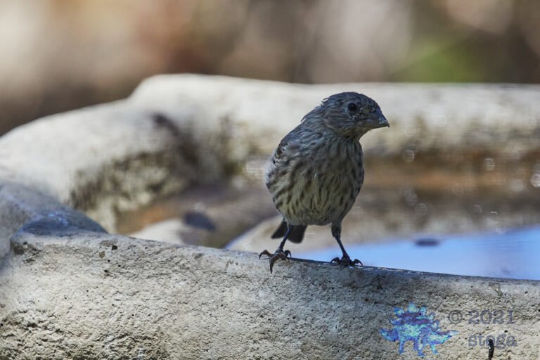 House Finch