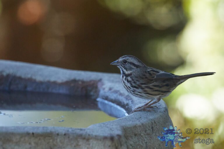 Song Sparrow