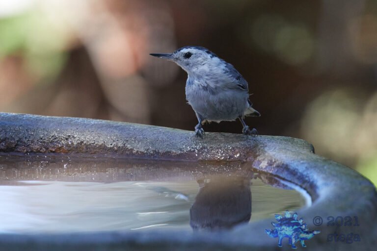 White Breasted Nuthatch