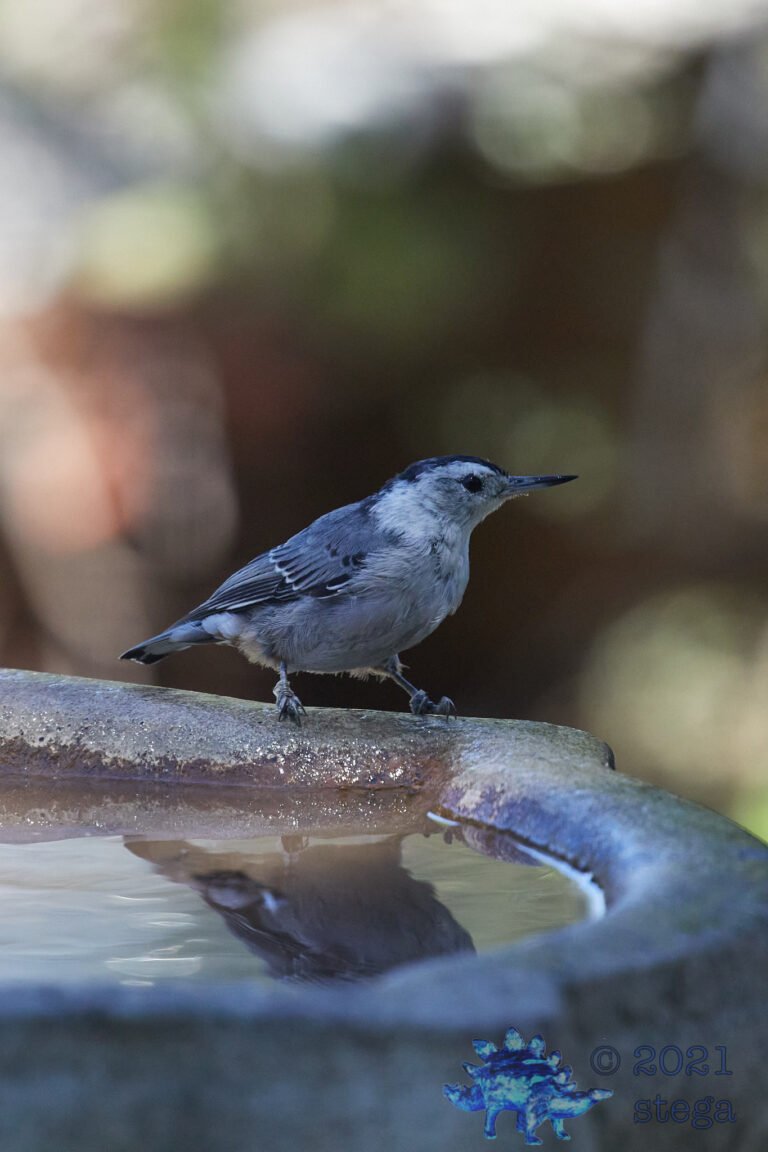 White Breasted Nuthatch