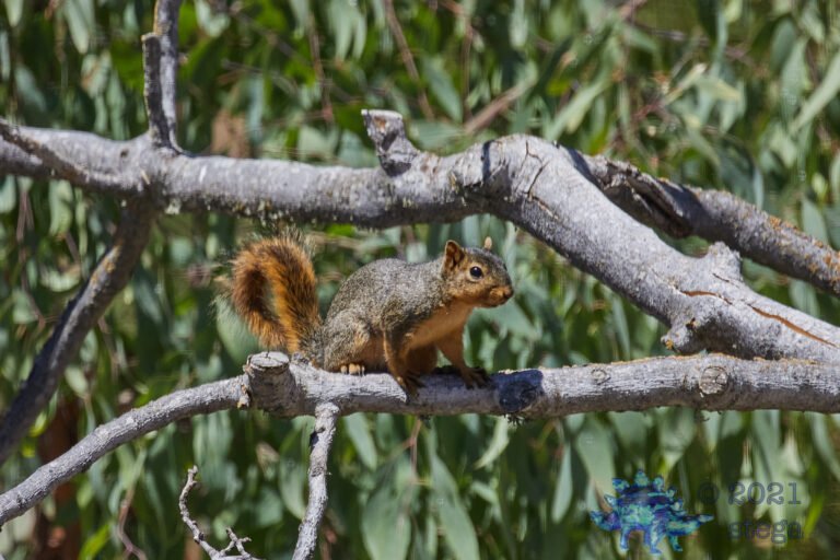 Fox Squirrel