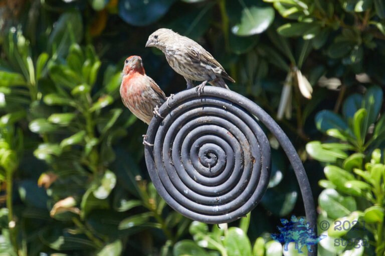 House Finch