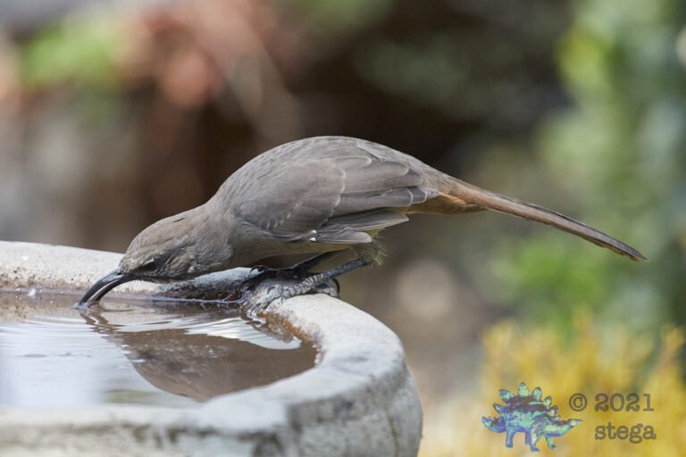 California Thrasher