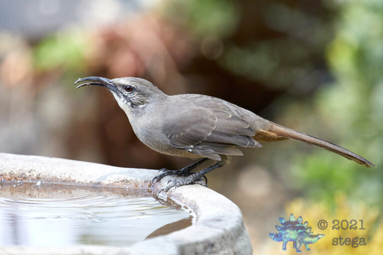 California Thrasher
