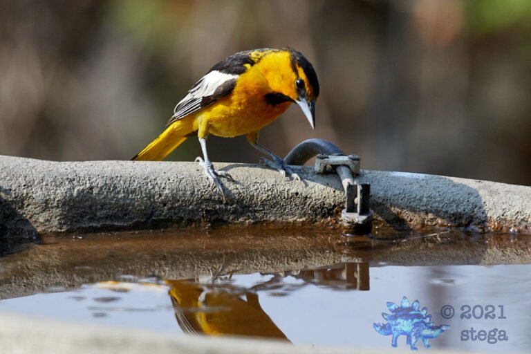 Bullock’s Oriole