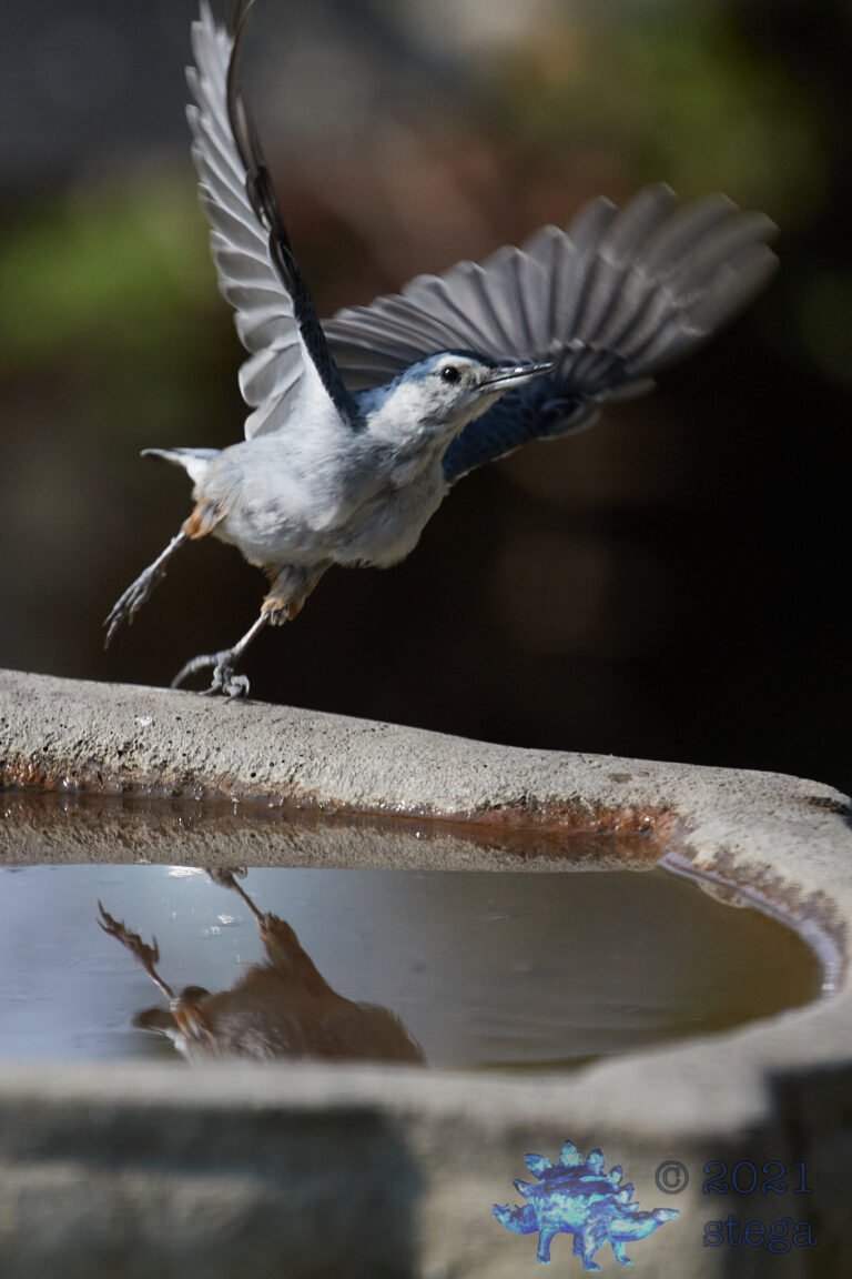 White Breasted Nuthatch