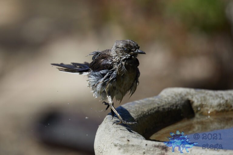 Northern Mockingbird