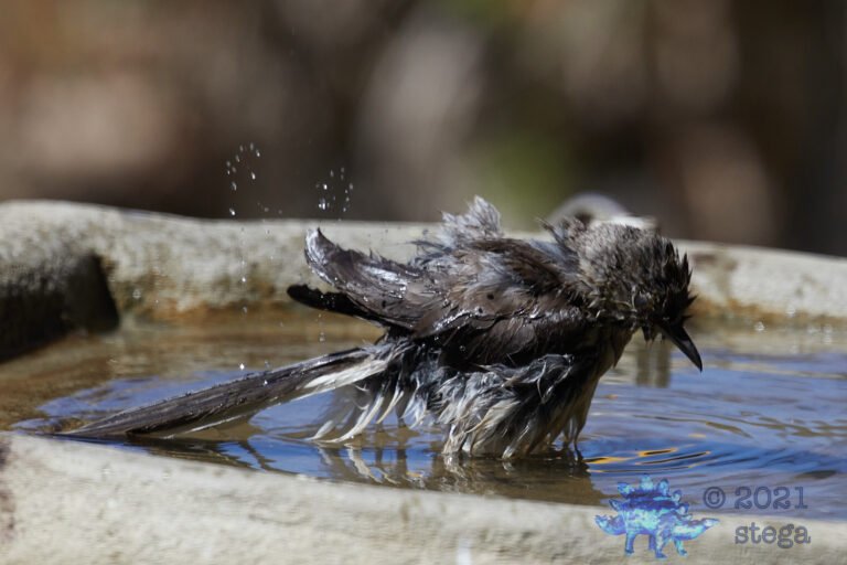 Northern Mockingbird
