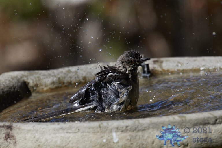 Northern Mockingbird